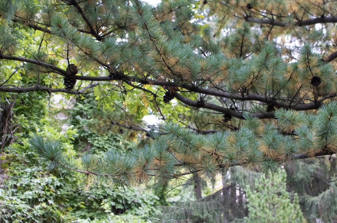 Image of the campus of Northwestern University