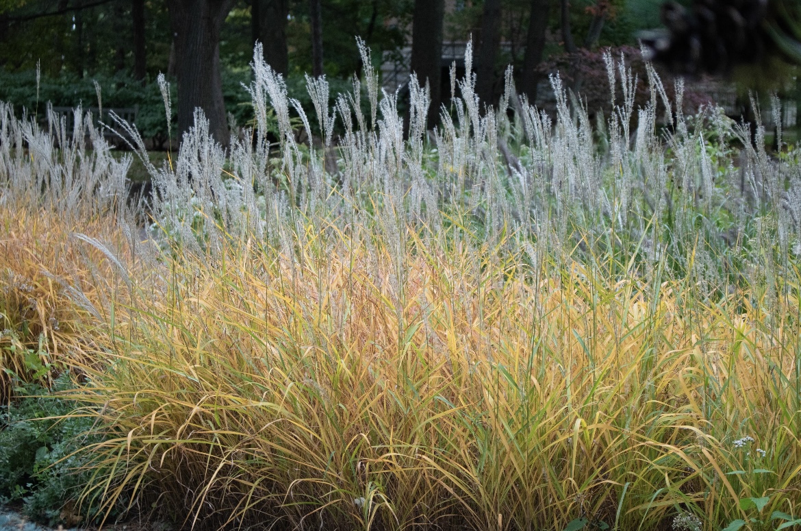 Image of the campus of Northwestern University