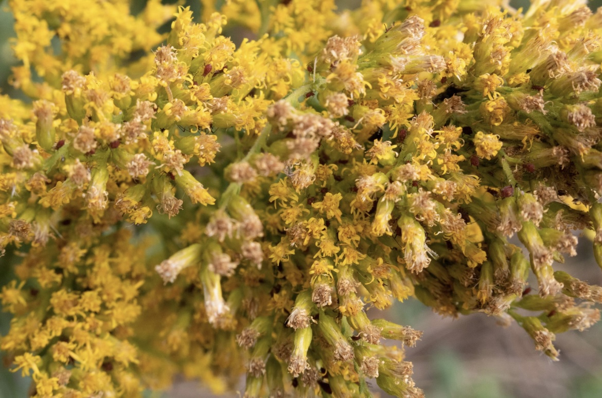 Photo of yellow flowers yet to bloom